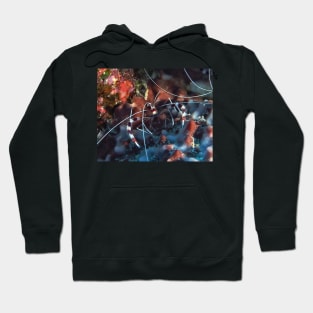 Banded Coral Shrimp at night Hoodie